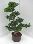 Ficus microcarpa compacta 