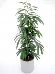 Ficus longifolia alii